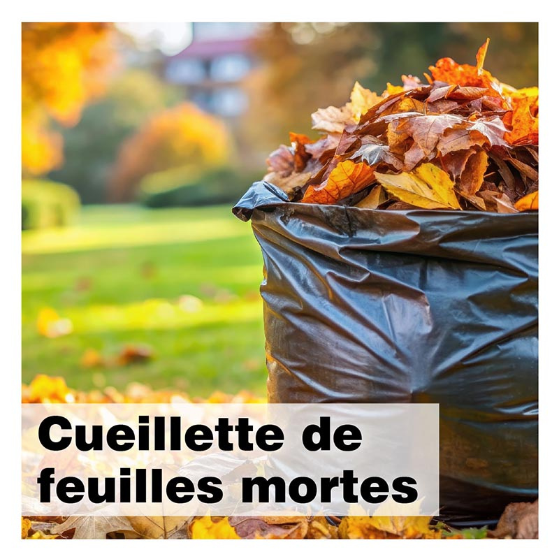 Cueillettes de feuilles mortes