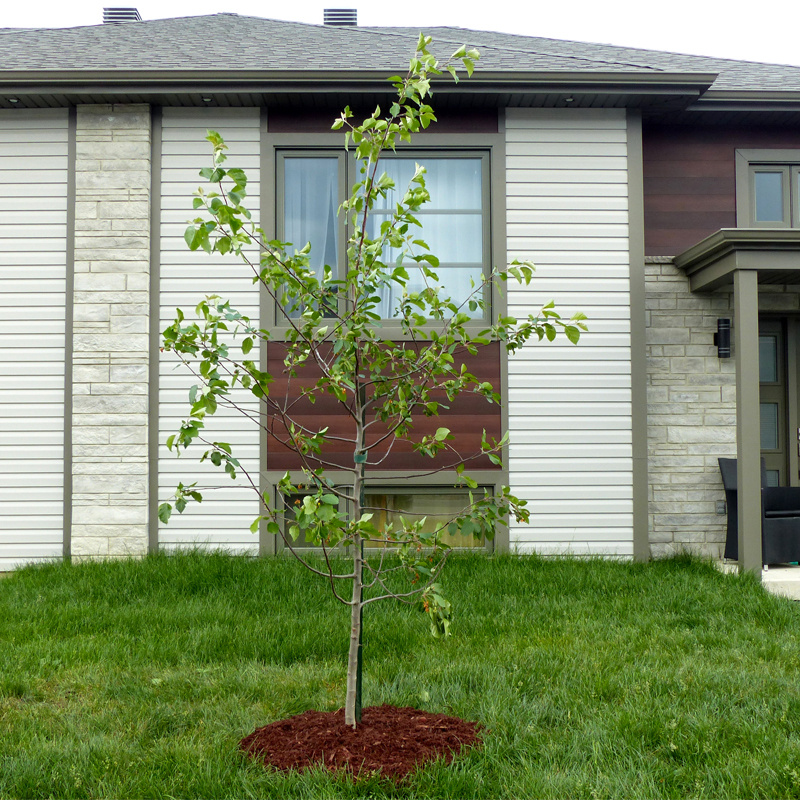 Concours « Un arbre pour l’avenir » : 300 arbres seront attribués cet automne